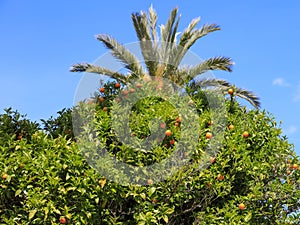 Orange tree on the background of a palm tree