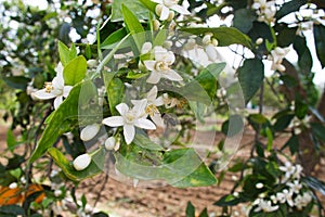 Orange tree in bloom in spring. The flower of the orange tree is called orange blossom