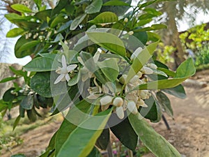 Orange Tree Blooming flower