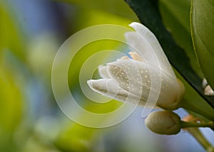 Orange tree blossom