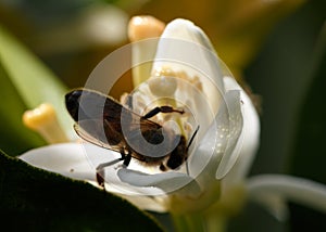 Orange tree blossom with bee