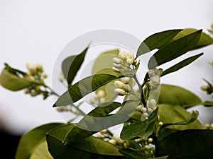 Orange tree blossom on the branch