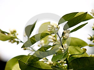 Orange tree blossom on the branch