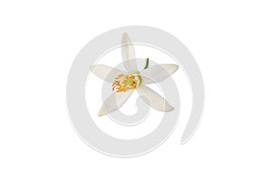 Orange tree blossom flower isolated on white. Transparent png additional format