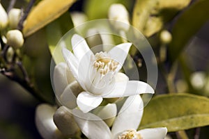 Orange tree blossom with nectar.