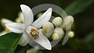 Orange tree blossom with nectar.