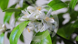 Orange tree blossom sway in the wind