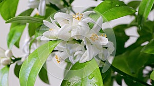 Orange tree blossom with water drops. Azahar blossom.