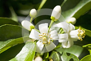 Orange Tree Blossoms