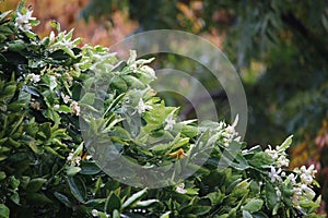 Orange tree blossoms