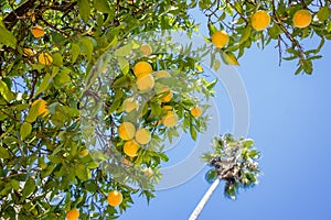 Orange tree, blue sky and palm tree