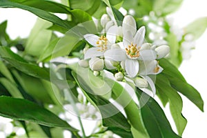 Orange tree branches with flowers, buds and leaves isolated on white