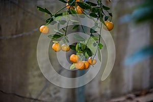 Orange tree branches heavy with fruit hanging down
