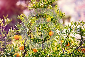 Orange tree. Branches with ripe oranges