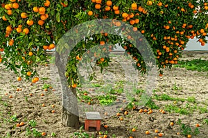 Orange tree or citrus sinensis almost covered with oranges. Great harvest in the orchard