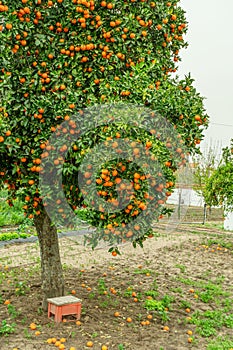 Orange tree or citrus sinensis almost covered with oranges. Great harvest in the orchard