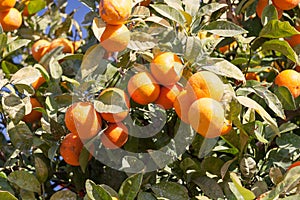 Orange tree - Citrus sinensis photo