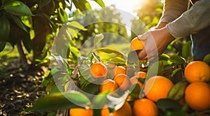 orange on tree, close-uo of hand picking orange, oranges in the garden, harvest for oranges