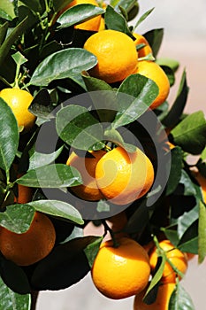 Orange tree with colorful fruits, detail