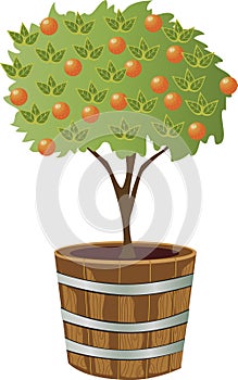 Orange tree in container