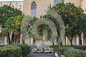 Orange Tree in Courtyard of Complesso Monumentale di Santa Chiara In Naples photo