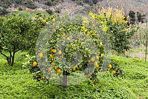 Orange tree in Crete