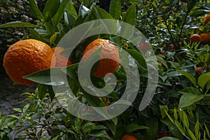 an orange tree in the detail (Bitter orange, Sour Orange - bigarade photo