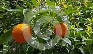 an orange tree in the detail (Bitter orange, Sour Orange - bigarade photo