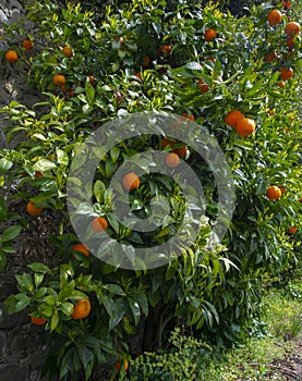 an orange tree in the detail (Bitter orange, Sour Orange - bigarade photo