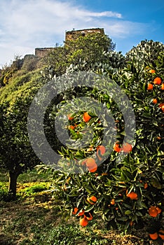 Orange Tree on a farm in Sicily, Italy