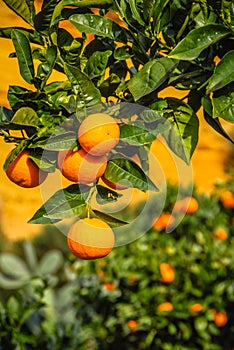 Orange Tree on a farm in Sicily, Italy