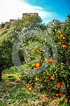 Orange Tree on a farm in Sicily, Italy