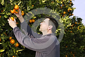 Orange tree field farmer harvest picking fruits