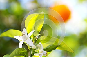 orange tree flower