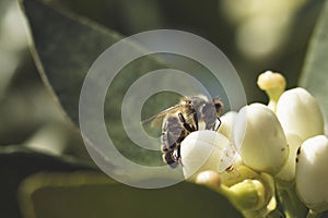 Orange tree flower and bee