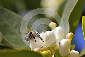 Orange tree flower and bee