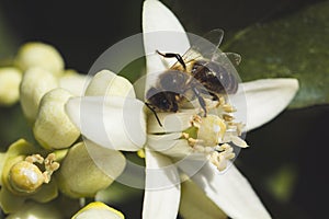 Orange tree flower and bee