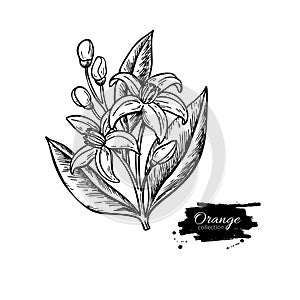 Orange tree flower bloom. Vector drawing. Engraved vintage illustration. Isolated hand drawn branch