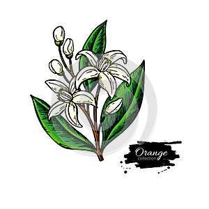 Orange tree flower bloom. Vector drawing illustration. Isolated hand drawn branch with leaves and flowers.