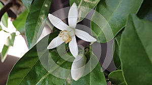 Orange tree flower and bud. Neroli blossom closeup.