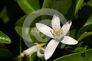 Orange tree flower - Citrus x sinensis