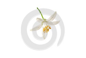 Orange tree flower closeup isolated on white. Transparent png additional format.