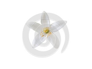 Orange tree flower closeup isolated on white. Transparent png additional format