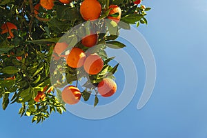 An orange tree flower with fruits against a bright blue sky