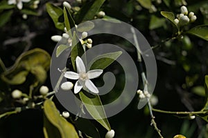 Orange tree flower, known as azahar, on a sunlit branch