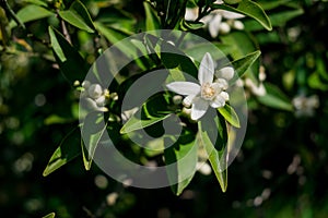 Orange tree flower, known as azahar, on a sunlit branch