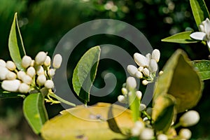 Orange tree flower, known as azahar, on a sunlit branch