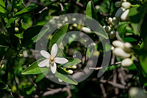 Orange tree flower, known as azahar, on a sunlit branch