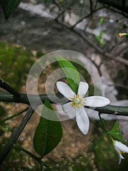 Orange tree flower and leaves picture