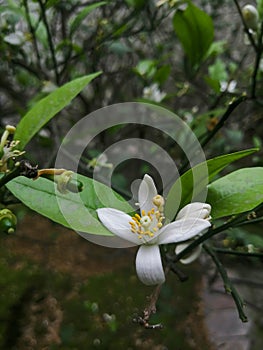 Orange tree flower and leaves picture